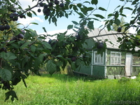п,Балакирево продам дачу срочно - Изображение #2, Объявление #410736