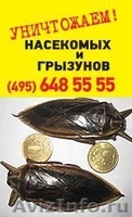 Уничтожение клопов в Москве - Изображение #6, Объявление #830632