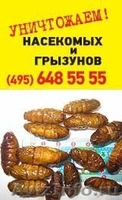 Уничтожение клопов в Москве - Изображение #7, Объявление #830632