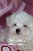 Купить щенка мальтезе, мальтийской болонки мини и стандарт - Изображение #2, Объявление #1024491