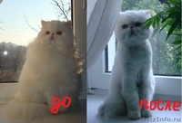 Стрижка кошек, котов, котят-любая сложность, БЕЗ НАРКОЗА! 1200 руб - Изображение #5, Объявление #1060374
