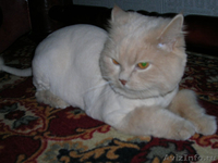 Стрижка кошек, котов, котят-любая сложность, БЕЗ НАРКОЗА! 1200 руб - Изображение #2, Объявление #1060374