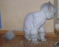 Стрижка кошек, котов, котят-любая сложность, БЕЗ НАРКОЗА! 1200 руб - Изображение #3, Объявление #1060374