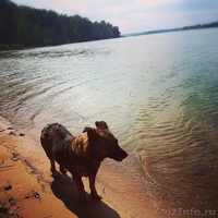 Новая зона отдыха "Чайка" В Подмосковья - на Истринском водохранилище - Изображение #1, Объявление #1134973