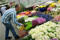 Цветы, деревья, кустарники, рассада оптом, от производителя. Звоните! - Изображение #3, Объявление #1190391