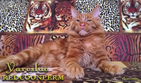 Котенок Мейн Кун красный солид - Изображение #5, Объявление #1352004