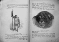 Раритет,  книга профессора Ранке 1902 года. - Изображение #1, Объявление #986300
