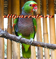 Винногрудый амазон (Amazona vinacea) - ручные птенцы из питомника - Изображение #2, Объявление #1696280