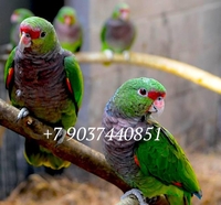 Винногрудый амазон (Amazona vinacea) - ручные птенцы из питомника - Изображение #1, Объявление #1696280