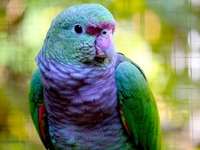 Винногрудый амазон (Amazona vinacea) - ручные птенцы из питомника - Изображение #3, Объявление #1696280