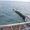 Аренда коттеджа в Крыму на берегу моря в Симеизе - Изображение #7, Объявление #273743