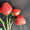 Крупноплодные сорта клубники в Беларуси   - Изображение #6, Объявление #1297503