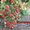 Крупноплодные сорта клубники в Беларуси   - Изображение #5, Объявление #1297503