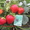 Крупноплодные сорта клубники в Беларуси   - Изображение #4, Объявление #1297503