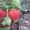 Крупноплодные сорта клубники в Беларуси   - Изображение #2, Объявление #1297503