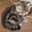 Персидских и экзотических котят - Изображение #2, Объявление #5784