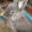 редкий перламутровый карликовый крольчонок #18524