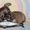 Милые щеночки чихуахуа - Изображение #2, Объявление #16133