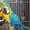 синий и золотой попугаев ара #21905