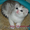 Британские мраморные котята недорого - Изображение #2, Объявление #40062