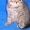 котята Шотландской породы шоколадные и черные. пит Бегемот - Изображение #1, Объявление #42751