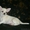Той терьер и чихуахуа щенки - Изображение #1, Объявление #57514