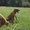Замечательные щенки родезийского риджбека  - Изображение #2, Объявление #66930