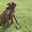 Замечательные щенки родезийского риджбека  - Изображение #3, Объявление #66930