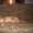 Замечательные щенки родезийского риджбека  - Изображение #1, Объявление #66930