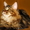Котята мейн-куна - Изображение #2, Объявление #60304