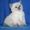 Британские голубоглазые котята продажа #63032