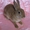 Карликовые крольчата из питомника "Заячий домик" - Изображение #1, Объявление #75931
