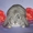 Карликовые крольчата из питомника "Заячий домик" - Изображение #2, Объявление #75931