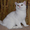 Британский роскошный белый котик. - Изображение #3, Объявление #101885