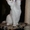 Британский роскошный белый котик. - Изображение #1, Объявление #101885