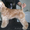 Стрижка собак в салоне Боншери - Изображение #1, Объявление #100425