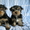 Йоркширский терьер щенков продаю - Изображение #2, Объявление #72476