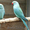 Ожереловый попугай - птенцы разного цвета #99391