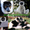 Приматы различные виды: игрунка, лори, капуцын, макака, зеленая мартышка , тамар - Изображение #1, Объявление #99394