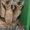 абиссинцы -кошачья элита - Изображение #1, Объявление #105916