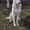 Белая швейцарская овчарка, щенки - Изображение #3, Объявление #113983