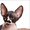 Продажа котят КАНАДСКИХ СФИНКСОВ с фото - Изображение #1, Объявление #108437