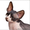 Продажа котят КАНАДСКИХ СФИНКСОВ с фото - Изображение #2, Объявление #108437