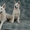 Белая швейцарская овчарка, щенки - Изображение #2, Объявление #113983