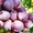 саженцы винограда - Изображение #3, Объявление #133000