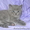 суперплюшевые медвежата-голубые британские котята - Изображение #2, Объявление #134800