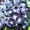 саженцы винограда #133000