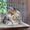 Котята мейн - куна - Изображение #2, Объявление #134535