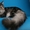 Элитные котята Мейн-кун - Изображение #4, Объявление #138018