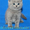 Британские плюшевые котята мальчики голубого окраса #136178